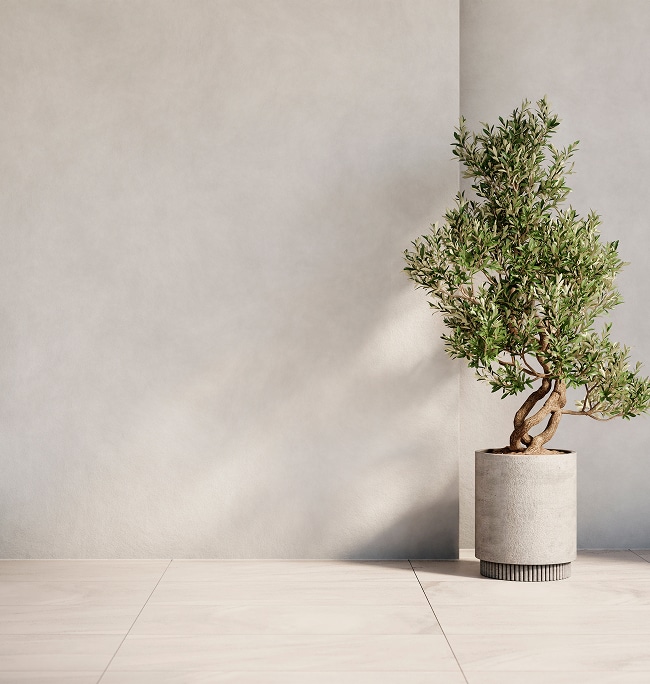 Olivier décoratif en pot de béton texturé contre un mur texturé gris clair et un sol en carrelage bois pâle. Design intérieur minimaliste.